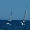 Swans and Sailboats - July 5, 2009 1:06PM