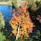 Fall color on the Grasse River