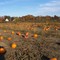 Pumpking Picking