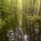 Flooded trail with reflections at Huckleberry Swamp