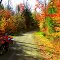 Casey Rd, Union Falls, NY. oct 12, 2008.