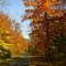 Casey Rd, Union Falls, NY. oct 12, 2008.