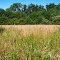 Field and Trees, Webster Park, Webster, New York