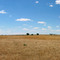 Prairie field and sky