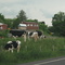 Jordanville Cows