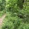 Bruce Trail