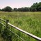 bennet hill preserve, fuera bush New York