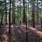 Hemlock stand