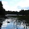 First Pond Marsh