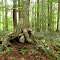 Ampersand Mountain Trail Tree