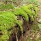 Ampersand Mountain Trail Mossy Log