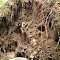 Ampersand Mountain Trail Uprooted Tree