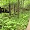 Ampersand Mountain Boardwalk