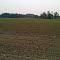Corn in Late May Wheatland, NY