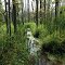 black creek park, creek flowing in/out of swamp