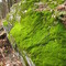 Green Moss Boulder in Santa Cruz Ravine
