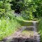 Muddy Trail