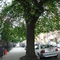 纽约市布碌仑十大道五十九街大树 Brooklyn 10th Ave between 59th St