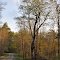 Charles E Baker State Forest