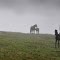 horses in the mist