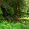 Mid Summer Forrest at Peck
