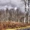 White Birch on Creek Road