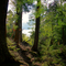 Forest Floor-HDR