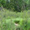 Huge Marsh to Cross on Wilson Pond Trail