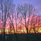 Sunset through the woods