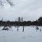 Centerline Swamp