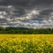 Yellow Field and Angry Sky