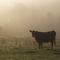 morning cow