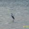 Blue Heron
