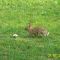 Bunny!