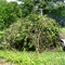 Fire Pile