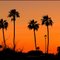 Desert Grove