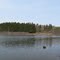 White Birch Pond