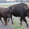 COLVINE BISON FARM