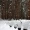 Partridge Run. 3 feet of snow.