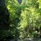 Fillmore Glen, Gorge Trail