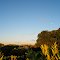 Orange and Avocado Fields at Sunrise