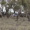 Highway Patrol hiding in Trees