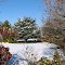 Our winter garden