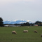Southern Alps & Sheep