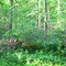 Ferns in a clearing