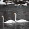Swans
