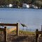 sandhill cranes