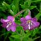 Michigan Wildflower: Willow Herb