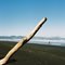 Tree on Kawhia Beach