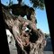 The survivor tree